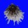 SPONDYLIDAE SPONDYLUS ALBIBARBATUS shell