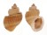 CANCELLARIIDAE SCALPTIA CONTABULATA shell