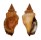 STROMBIDAE CANARIUM RADIANS shell