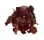 SPONDYLIDAE SPONDYLUS FOLIACEUS shell