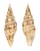 MITRIDAE VEXILLUM  GLORIAE shell