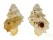 BURSIDAE BURSA CRUENTATA shell