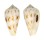 CONIDAE CONUS BALABACENSIS shell