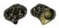 TURBINIDAE LUNELLA CINEREA shell