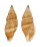BUCCINIDAE METULA INFLATA shell