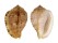 HARPIDAE MORUM AMABILE shell