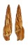 MITRIDAE MITRA INCOMPTA shell