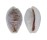 CYPRAEIDAE EROSARIA BOIVINI CUATONI shell