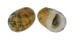 NERITIDAE NERITA POLITA shell