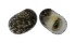 NERITIDAE NERITA POLITA shell
