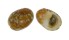 NERITIDAE NERITA POLITA shell