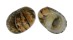 NERITIDAE NERITA POLITA shell