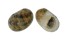 NERITIDAE NERITA POLITA shell