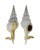 FASCIOLARIIDAE FUSINUS COLUS shell