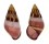 LANDSNAIL AMPHIDROMUS QUADRASI cf. SOLIDA shell