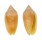 MITRIDAE IMBRICARIA PUNCTATA shell