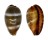 CYPRAEIDAE PALMADUSTA LUTEA shell