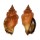 STROMBIDAE CANARIUM RADIANS shell
