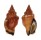 STROMBIDAE CANARIUM RADIANS shell