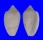MARGINELLIDAE MARGINELLA ANSONAE shell