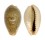CYPRAEIDAE ERRONEA OVUM ERICI shell