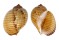 TONNIDAE TONNA CANALICULATA shell