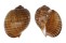 TONNIDAE TONNA CANALICULATA shell