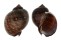 TONNIDAE TONNA  CHINENSIS shell