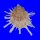 SPONDYLIDAE SPONDYLUS VARIEGATUS shell