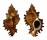 MURICIDAE CHICOREUS TORREFACTUS shell
