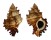 MURICIDAE CHICOREUS TORREFACTUS shell