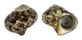 TURBINIDAE TURBO CINEREUS shell