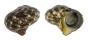 TURBINIDAE TURBO CINEREUS shell