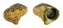 TURBINIDAE TURBO CINEREUS shell