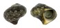 TURBINIDAE TURBO CINEREUS shell
