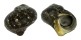 TURBINIDAE TURBO CINEREUS shell