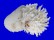 CHAMIDAE CHAMA LAZARUS shell