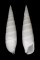 CERITHIIDAE RHINOCLAVIS FASCIATA shell