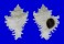 MURICIDAE CHICOREUS CICHOREUM shell