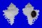 MURICIDAE CHICOREUS CICHOREUM shell