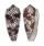 CONIDAE CONUS EPISCOPATUS shell