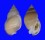 CASSIDAE SEMICASSIS BULLA BULLA shell