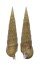 CERITHIIDAE PSEUDOVERTAGUS NOBILIS shell