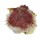 SPONDYLIDAE SPONDYLUS VARIANS shell