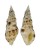 COLUBRARIIDAE COLUBRARIA MURICATA shell