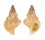 RANELLIDAE SASSIA PARKINSONIA shell