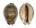 CYPRAEIDAE MAURITIA ARABICA GIBBA shell