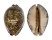 CYPRAEIDAE MAURITIA ARABICA GIBBA shell