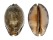 CYPRAEIDAE MAURITIA ARABICA GIBBA shell
