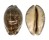 CYPRAEIDAE MAURITIA ARABICA GIBBA shell